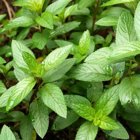 eau de cologne mint|mentha citrata.